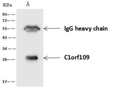Immunoprecipitation: C1orf109 Antibody [NBP3-05934]