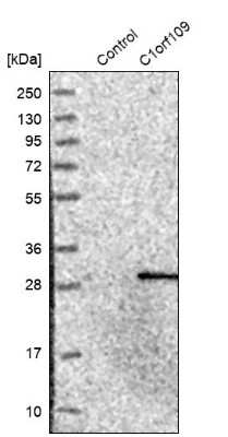 Western Blot: C1orf109 Antibody [NBP1-82175]