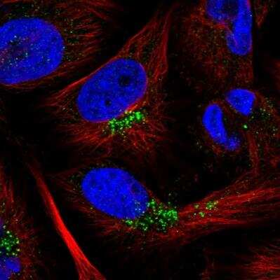 Immunocytochemistry/ Immunofluorescence: CCDC190 Antibody [NBP1-82672]