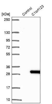 Western Blot: CZIB Antibody [NBP1-82173]