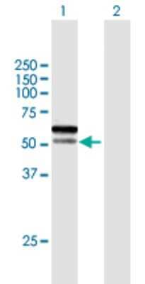 Western Blot: SPRTN Antibody [H00083932-B01P]