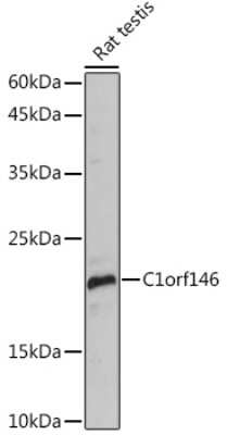 Western Blot: C1orf146 AntibodyAzide and BSA Free [NBP3-15597]