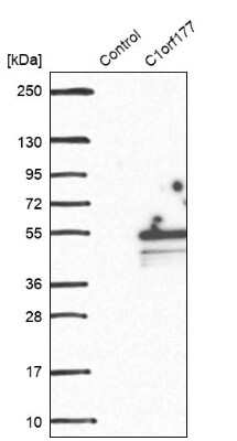 Western Blot: Lymphocyte Expansion Molecule Antibody [NBP1-83457]