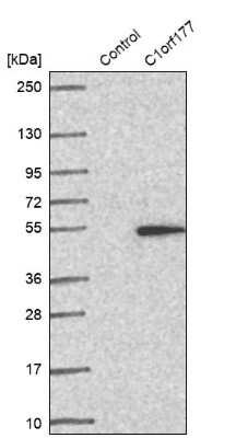 Western Blot: Lymphocyte Expansion Molecule Antibody [NBP2-32711]