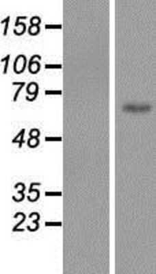 Western Blot: Lymphocyte Expansion Molecule Overexpression Lysate [NBP2-05328]