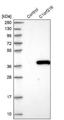 Western Blot: C1orf216 Antibody [NBP1-83469]