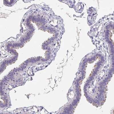 Immunohistochemistry-Paraffin: CFAP74 Antibody [NBP1-91037]