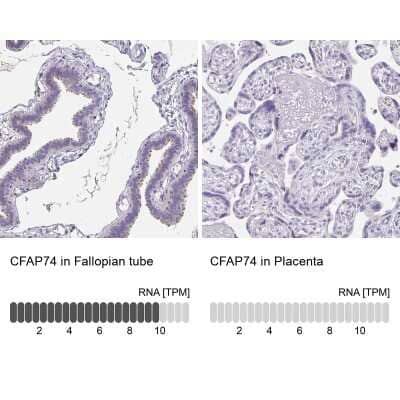 Immunohistochemistry-Paraffin: CFAP74 Antibody [NBP1-91037]