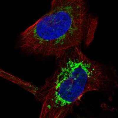 Immunocytochemistry/ Immunofluorescence: COA6 Antibody [NBP1-85948]