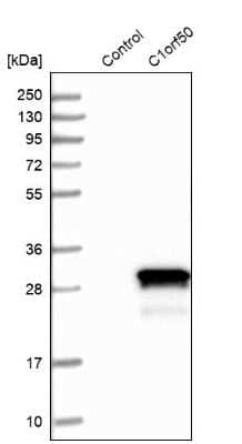 Western Blot: C1orf50 Antibody [NBP1-81053]