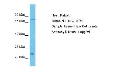 Western Blot: C1orf50 Antibody [NBP2-84548]