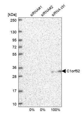 Western Blot: C1orf52 Antibody [NBP1-93751]