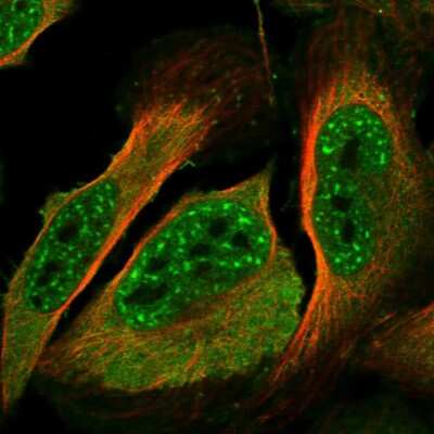 Immunocytochemistry/ Immunofluorescence: SDE2 Antibody [NBP1-83504]