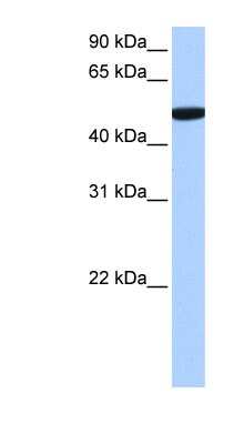 Western Blot: SDE2 Antibody [NBP1-56373]