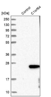 Western Blot: ERRF Antibody [NBP1-81157]