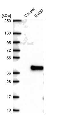 Western Blot: IBA57 Antibody [NBP2-48594]