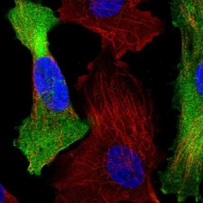 Immunocytochemistry/ Immunofluorescence: C1orf74 Antibody [NBP1-83571]