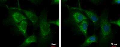 Immunocytochemistry/ Immunofluorescence: C1orf74 Antibody [NBP2-15642]