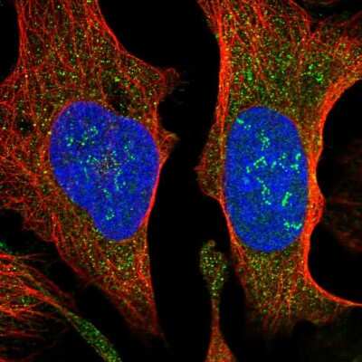 Immunocytochemistry/ Immunofluorescence: SUCO Antibody [NBP2-14590]