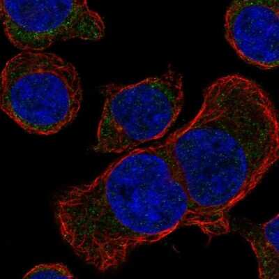 Immunocytochemistry/ Immunofluorescence: STUM Antibody [NBP2-68979]