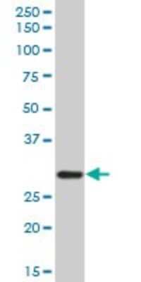 Western Blot: C1q Antibody [H00000712-B01P]