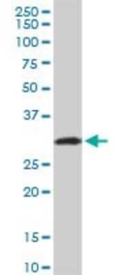 Western Blot: C1q Antibody [H00000712-B01P]