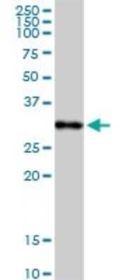 Western Blot: C1q Antibody [H00000712-D01]
