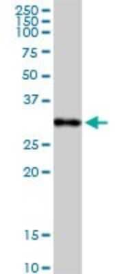 Western Blot: C1q Antibody [H00000712-D01P]