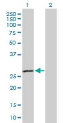 Western Blot: C1q Antibody [H00000712-D01P]