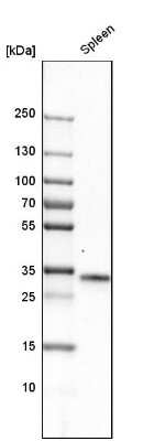 Western Blot: C1q Antibody [NBP1-87492]