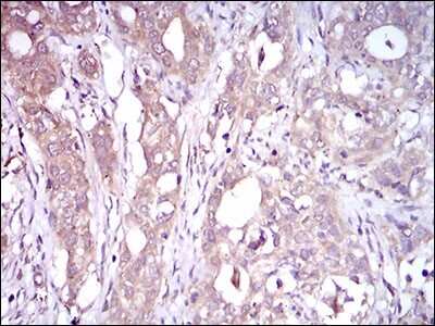 Immunohistochemistry-Paraffin: C1qR1/CD93 Antibody (1A10E10) - BSA Free [NBP2-37308]