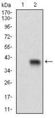 Western Blot: C1qR1/CD93 Antibody (1A10E10)BSA Free [NBP2-37308]