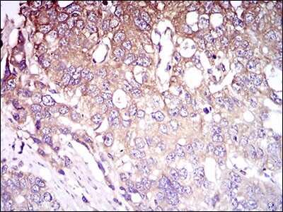 Immunohistochemistry-Paraffin: C1qR1/CD93 Antibody (2F7D11) - BSA Free [NBP2-37310]