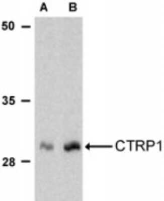 Western Blot: C1qTNF1/CTRP1 AntibodyBSA Free [NBP1-76626]