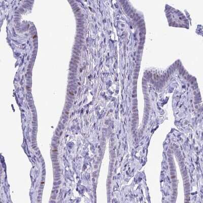 Immunohistochemistry-Paraffin: C1qTNF10/C1qL2 Antibody [NBP2-34090]