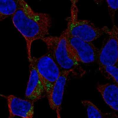 Immunocytochemistry/ Immunofluorescence: C1qTNF3/CORS26/CTRP3 Antibody [NBP2-57665]