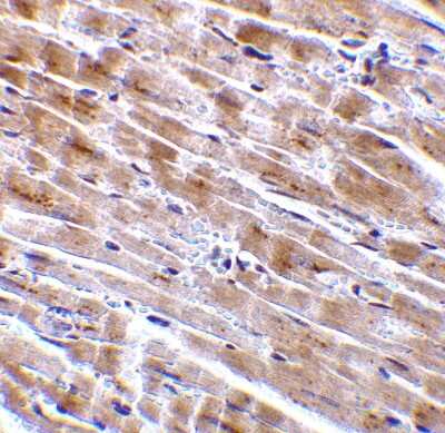 Immunohistochemistry-Paraffin: C1qTNF3/CORS26/CTRP3 Antibody - BSA Free [NBP1-76628]