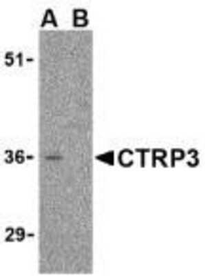 Western Blot: C1qTNF3/CORS26/CTRP3 AntibodyBSA Free [NBP1-76628]
