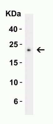 Western Blot: C1qTNF3/CORS26/CTRP3 AntibodyBSA Free [NBP1-76628]