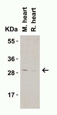 Western Blot: C1qTNF3/CORS26/CTRP3 AntibodyBSA Free [NBP1-76628]