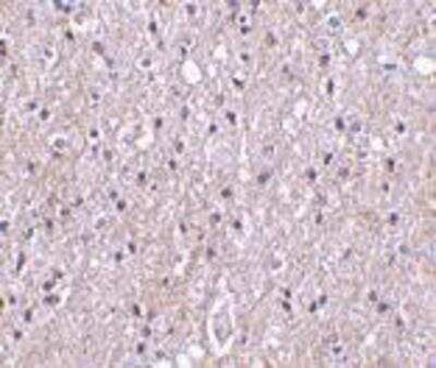 Immunohistochemistry-Paraffin: C1qTNF4/CTRP4 Antibody - BSA Free [NBP1-76630]