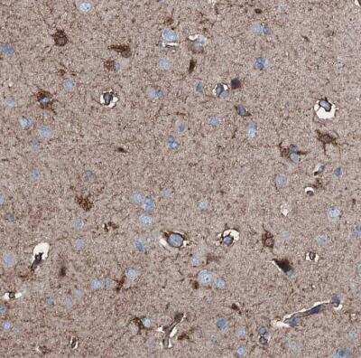 Immunohistochemistry-Paraffin: C1qTNF4/CTRP4 Antibody [NBP1-84335]