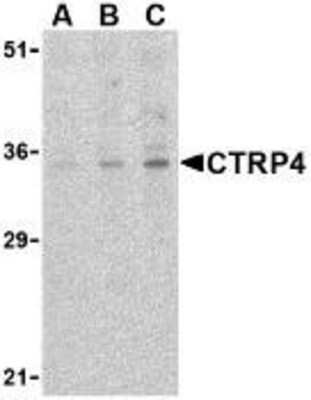 Western Blot: C1qTNF4/CTRP4 AntibodyBSA Free [NBP1-76629]