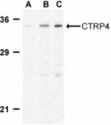 Western Blot: C1qTNF4/CTRP4 AntibodyBSA Free [NBP1-76630]