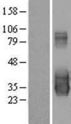 Western Blot: BAD-LAMP/LAMP5 Overexpression Lysate [NBL1-08354]