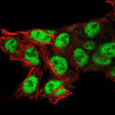 Immunocytochemistry/ Immunofluorescence: Nucleolar Protein 4 Like Antibody [NBP1-94114]