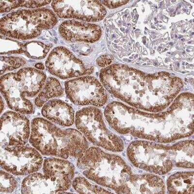 Immunohistochemistry-Paraffin: DZANK1 Antibody [NBP2-31772]