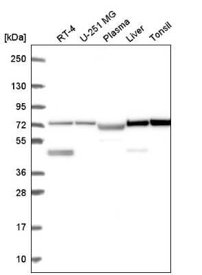 Western Blot: DZANK1 Antibody [NBP2-57571]
