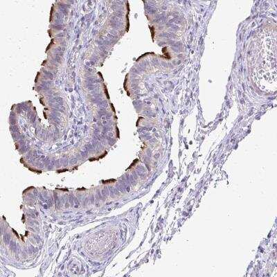 Immunohistochemistry-Paraffin: MROH8 Antibody [NBP2-34133]