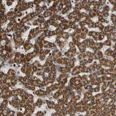 Immunohistochemistry-Paraffin: CFAP61 Antibody [NBP1-90583]